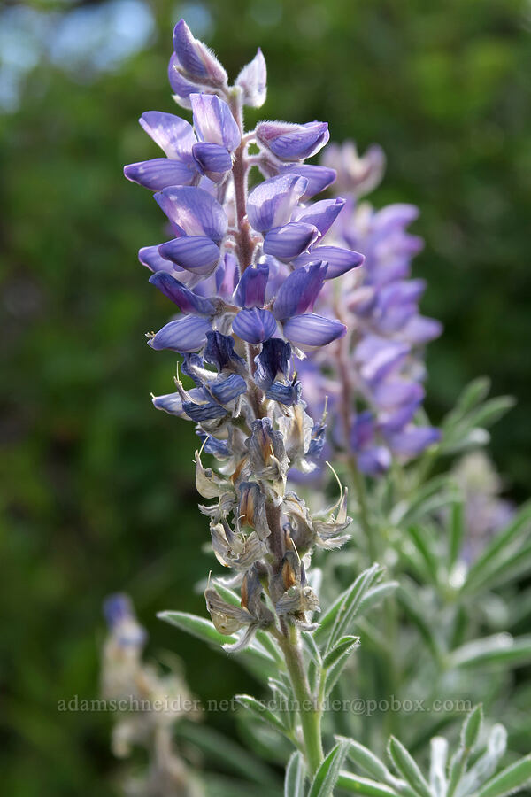 lupine (Lupinus sp.) [Rising Sun, Glacier National Park, Glacier County, Montana]