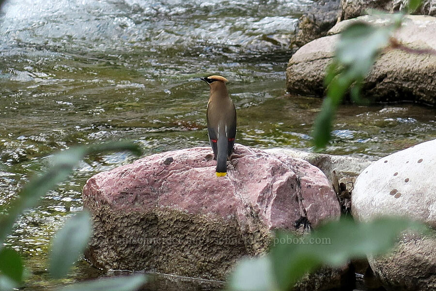 cedar waxwing (Bombycilla cedrorum) [Rose Creek, Glacier National Park, Glacier County, Montana]