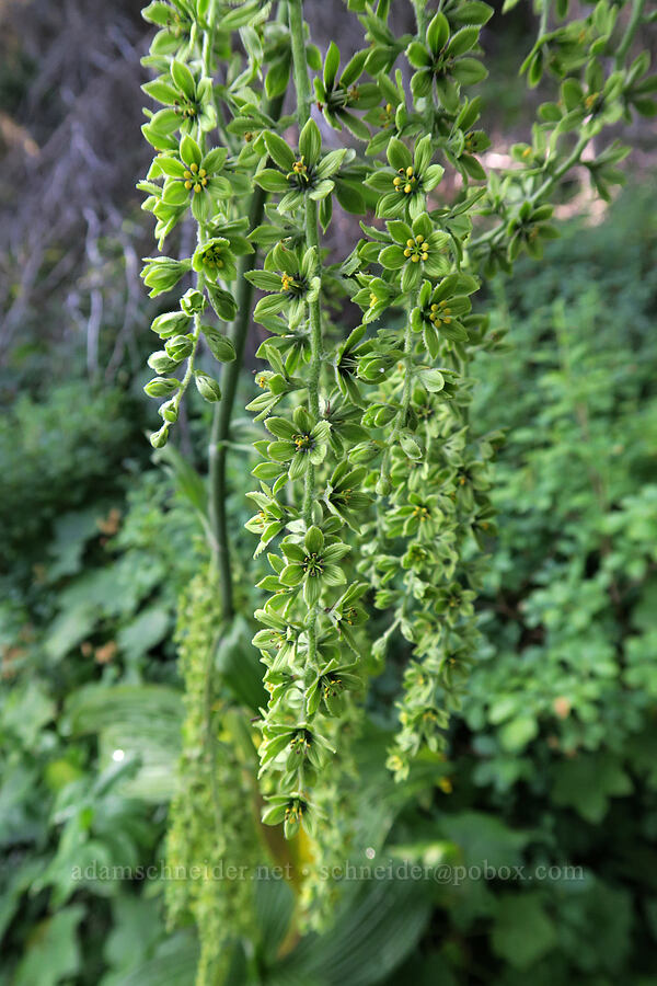 corn lily (Veratrum viride var. eschscholtzianum (Veratrum eschscholtzii)) [Swiftcurrent Nature Trail, Glacier National Park, Glacier County, Montana]