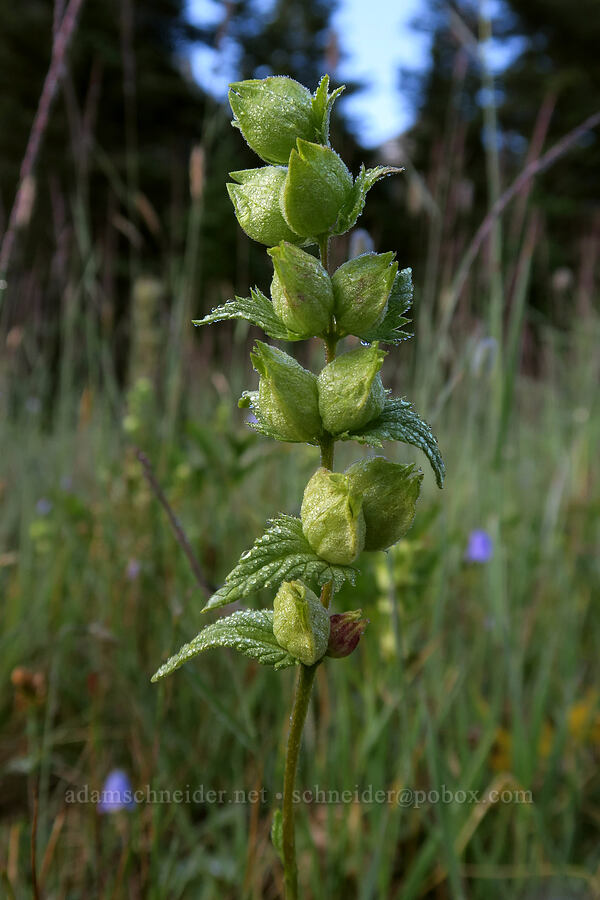 yellow rattle (Rhinanthus groenlandicus (Rhinanthus minor ssp. groenlandicus)) [South Shore Lake Josephine Trail, Glacier National Park, Glacier County, Montana]