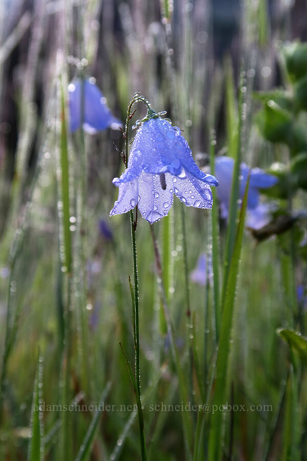 harebells (Campanula petiolata (Campanula rotundifolia)) [South Shore Lake Josephine Trail, Glacier National Park, Glacier County, Montana]
