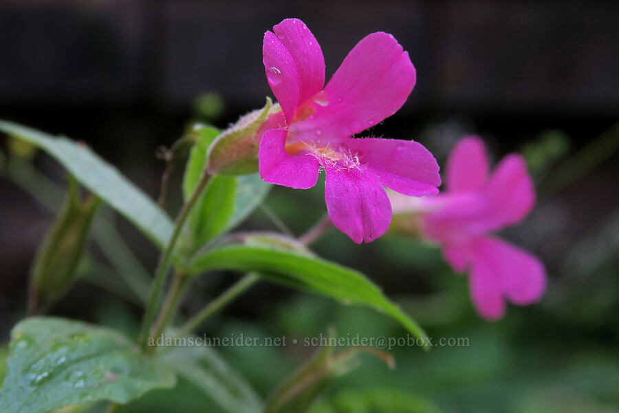 Lewis' monkeyflower (Erythranthe lewisii (Mimulus lewisii)) [South Shore Lake Josephine Trail, Glacier National Park, Glacier County, Montana]