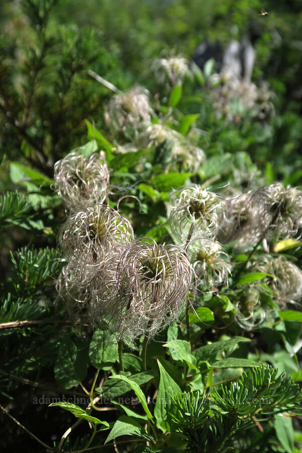 western virgin's-bower seeds (Clematis occidentalis var. grosseserrata) [Grinnell Glacier Trail, Glacier National Park, Glacier County, Montana]