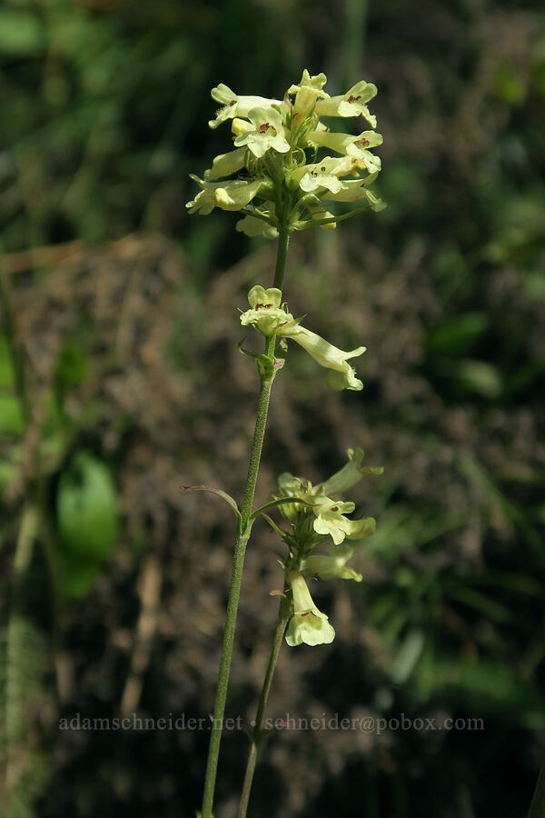 pale yellow penstemon (Penstemon confertus) [Grinnell Glacier Trail, Glacier National Park, Glacier County, Montana]