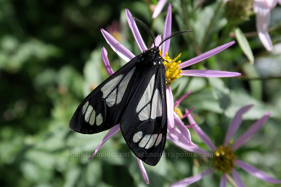 police-car moth (Gnophaela vermiculata) [Grinnell Glacier Trail, Glacier National Park, Glacier County, Montana]