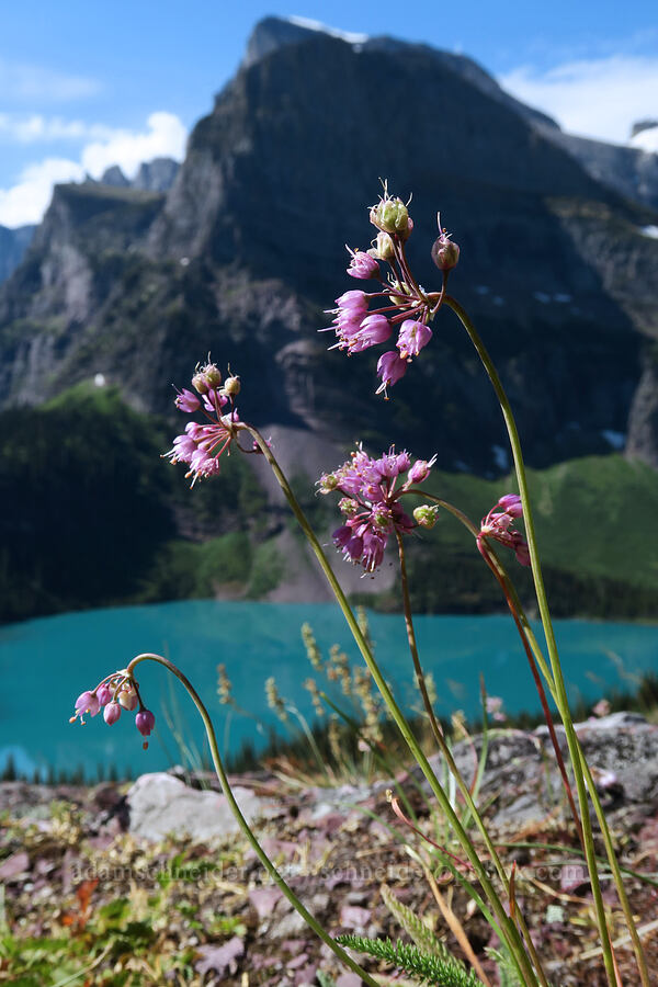 nodding onion (Allium cernuum) [Grinnell Glacier Trail, Glacier National Park, Glacier County, Montana]