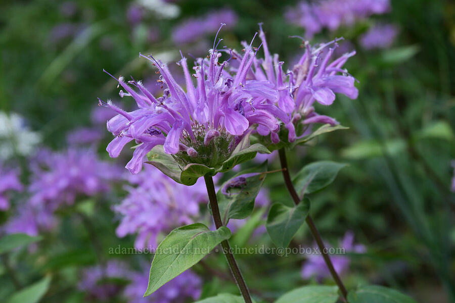 wild bergamot (bee-balm) (Monarda fistulosa) [Grinnell Glacier Trail, Glacier National Park, Glacier County, Montana]