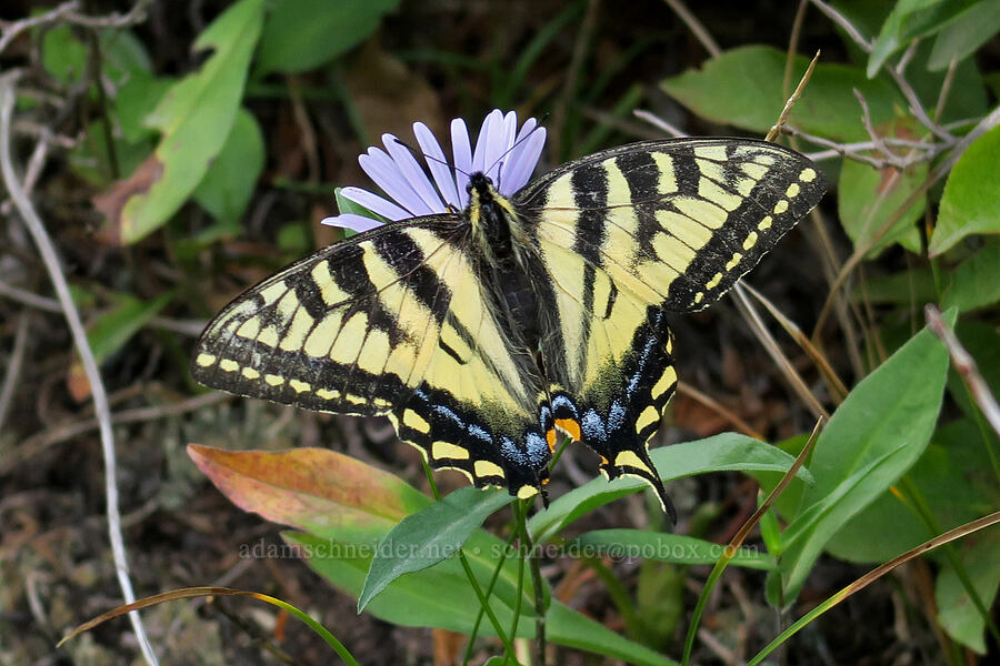 western tiger swallowtail butterfly (Papilio rutulus) [Grinnell Glacier Trail, Glacier National Park, Glacier County, Montana]