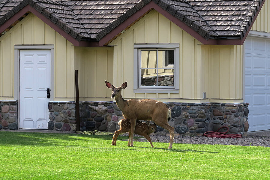 mule deer doe & fawn (Odocoileus hemionus) [Waterton Townsite, Waterton Lakes National Park, Alberta, Canada]
