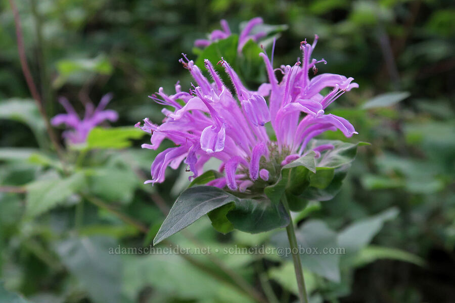 wild bergamot (bee-balm) (Monarda fistulosa) [Bear's Hump Trail, Waterton Lakes National Park, Alberta, Canada]