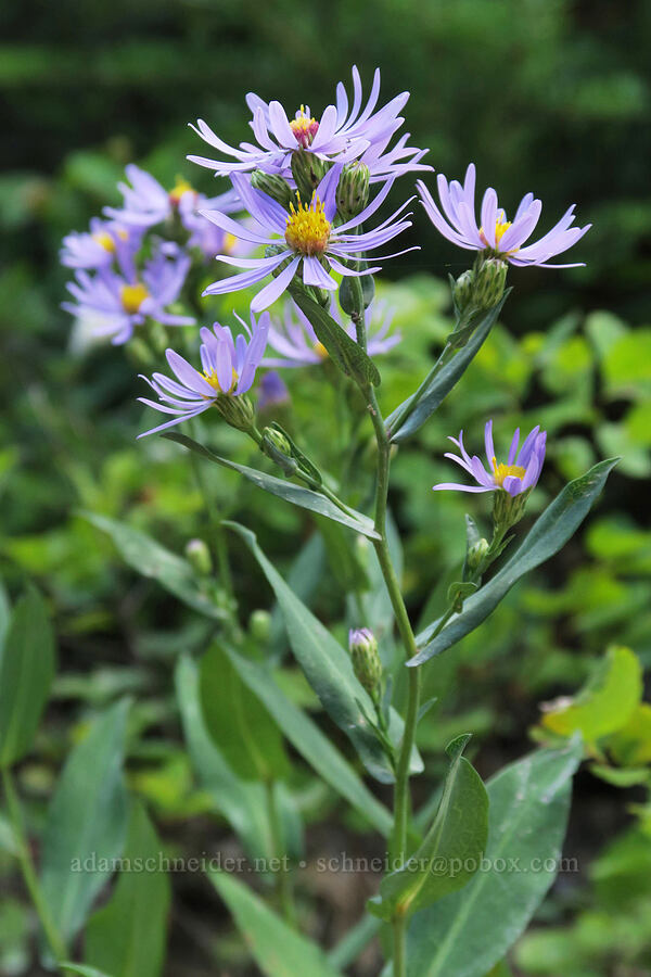 smooth asters (Symphyotrichum laeve (Aster laevis)) [Bear's Hump Trail, Waterton Lakes National Park, Alberta, Canada]