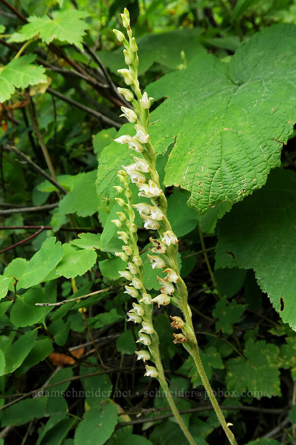 rattlesnake-plaintain (Goodyera oblongifolia) [Bear's Hump Trail, Waterton Lakes National Park, Alberta, Canada]