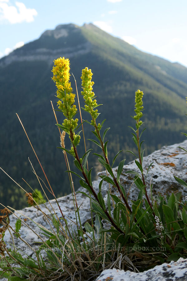 sticky goldenrod (Solidago simplex var. simplex (Solidago glutinosa)) [Bear's Hump Trail, Waterton Lakes National Park, Alberta, Canada]