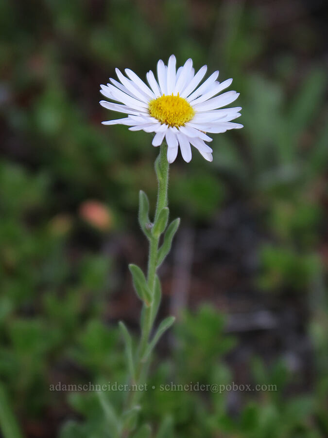 tufted fleabane (Erigeron caespitosus) [Bear's Hump Trail, Waterton Lakes National Park, Alberta, Canada]