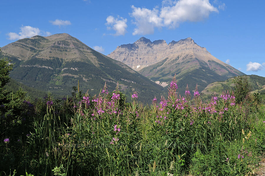 fireweed, Ruby Ridge, & Mt. Blakiston (Chamerion angustifolium (Epilobium angustifolium)) [Red Rock Parkway, Waterton Lakes National Park, Alberta, Canada]