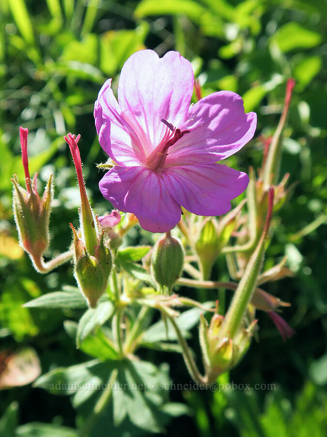 sticky geranium (Geranium viscosissimum) [Red Rock Canyon, Waterton Lakes National Park, Alberta, Canada]