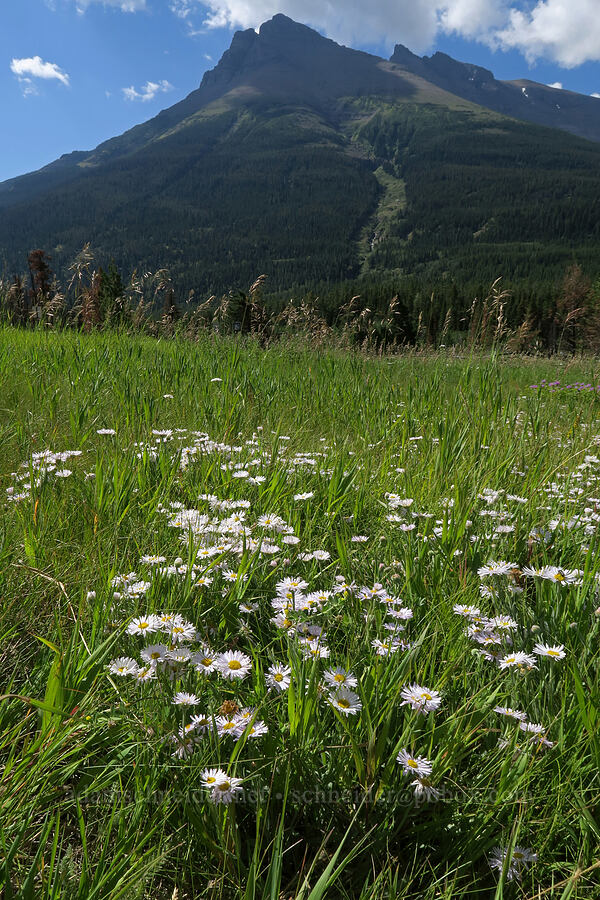 tufted fleabane (Erigeron caespitosus) [Red Rock Canyon Trailhead, Waterton Lakes National Park, Alberta, Canada]