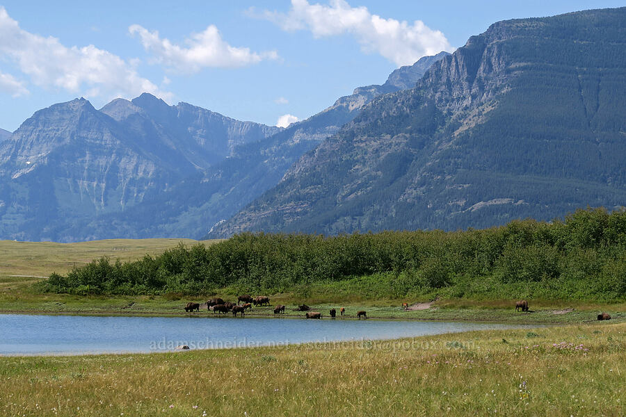 bison at a watering hole (Bison bison) [Bison Paddock, Waterton Lakes National Park, Alberta, Canada]