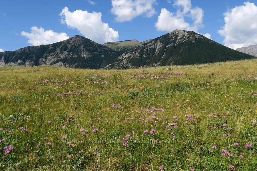 wild bergamot & Bellevue Hill (Monarda fistulosa) [Bison Paddock, Waterton Lakes National Park, Alberta, Canada]