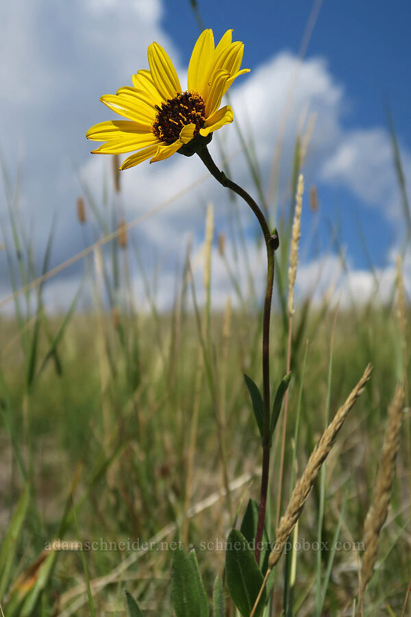 stiff sunflower (Helianthus pauciflorus) [Bison Paddock, Waterton Lakes National Park, Alberta, Canada]