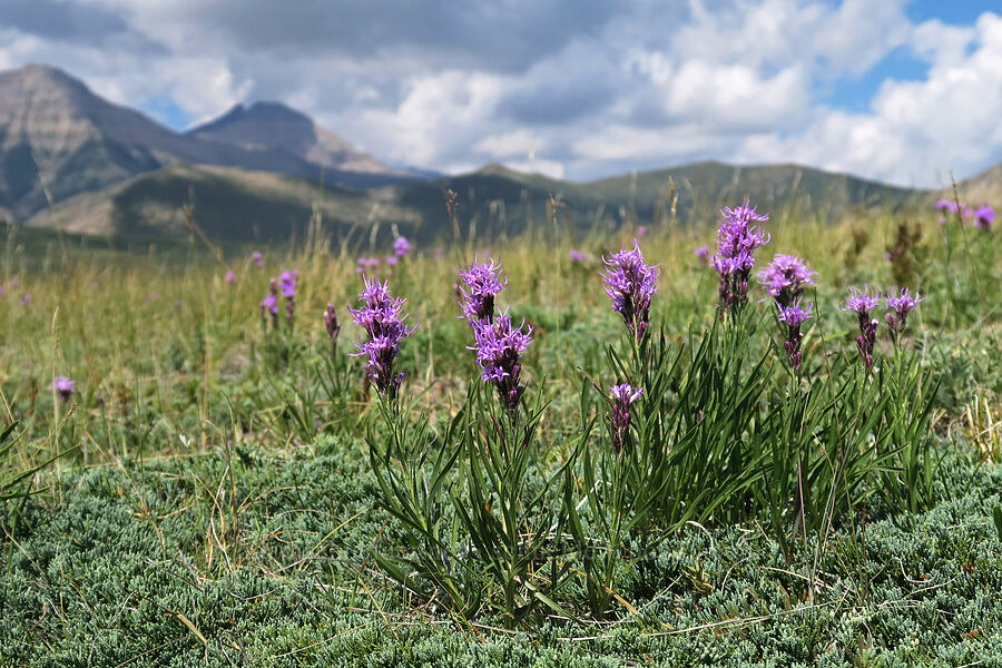 dotted gay-feather (Liatris punctata) [Bison Paddock, Waterton Lakes National Park, Alberta, Canada]