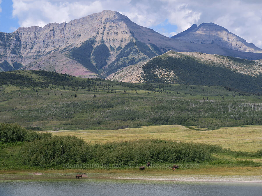 bison & Mt. Dungarvan (Bison bison) [Bison Paddock, Waterton Lakes National Park, Alberta, Canada]