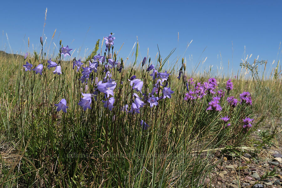 harebells & dotted gay-feather (Campanula petiolata (Campanula rotundifolia), Liatris punctata) [Bison Paddock, Waterton Lakes National Park, Alberta, Canada]
