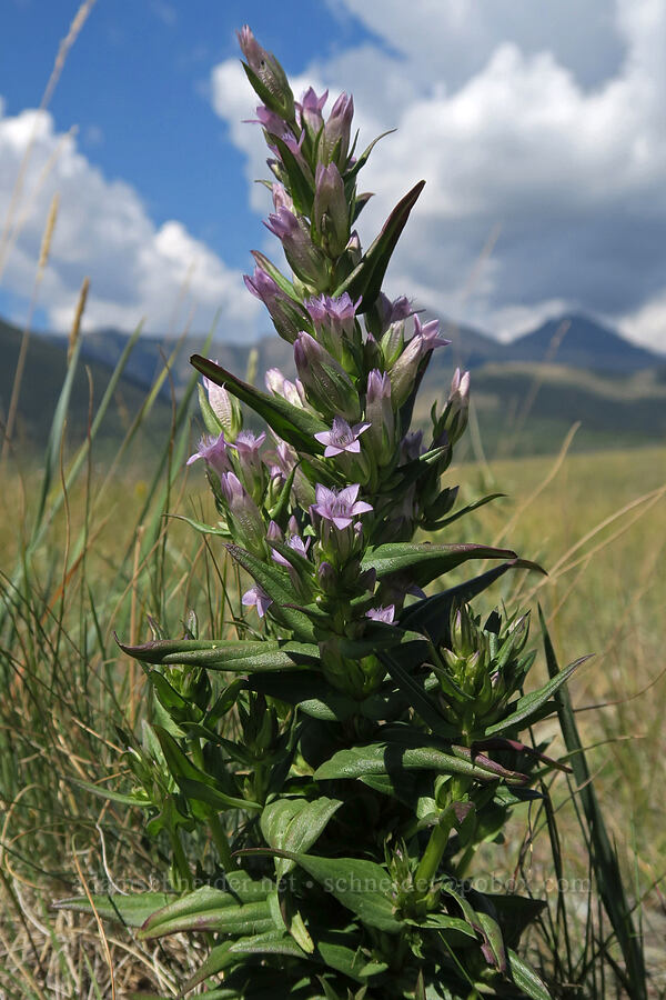 autumn dwarf gentian (Gentianella amarella) [Bison Paddock, Waterton Lakes National Park, Alberta, Canada]