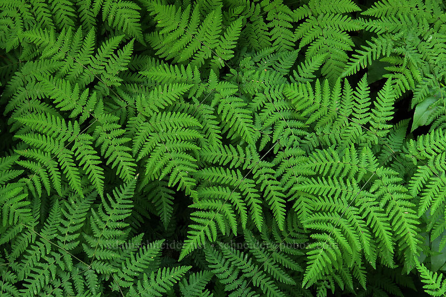 oak fern (Gymnocarpium sp.) [Twin Falls Trail, Glacier National Park, Glacier County, Montana]