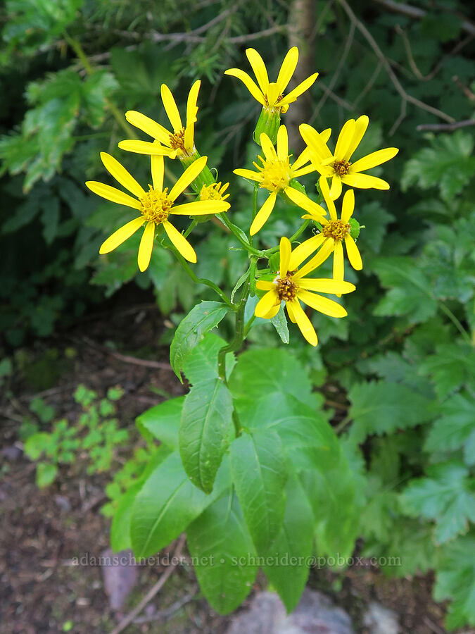 arrow-leaf groundsel with unusually non-toothy leaves (Senecio triangularis) [Twin Falls Trail, Glacier National Park, Glacier County, Montana]