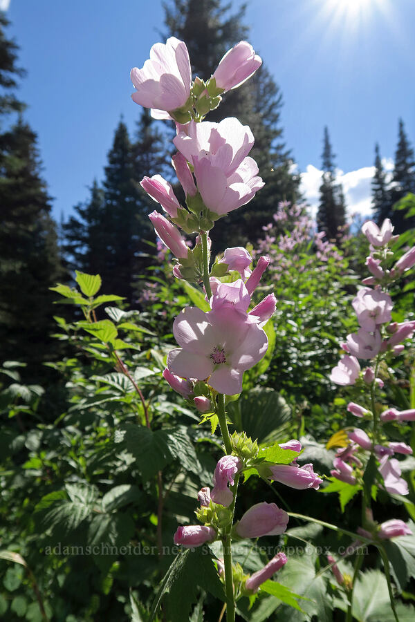 streambank globe-mallow (Iliamna rivularis) [Twin Falls Trail, Glacier National Park, Glacier County, Montana]