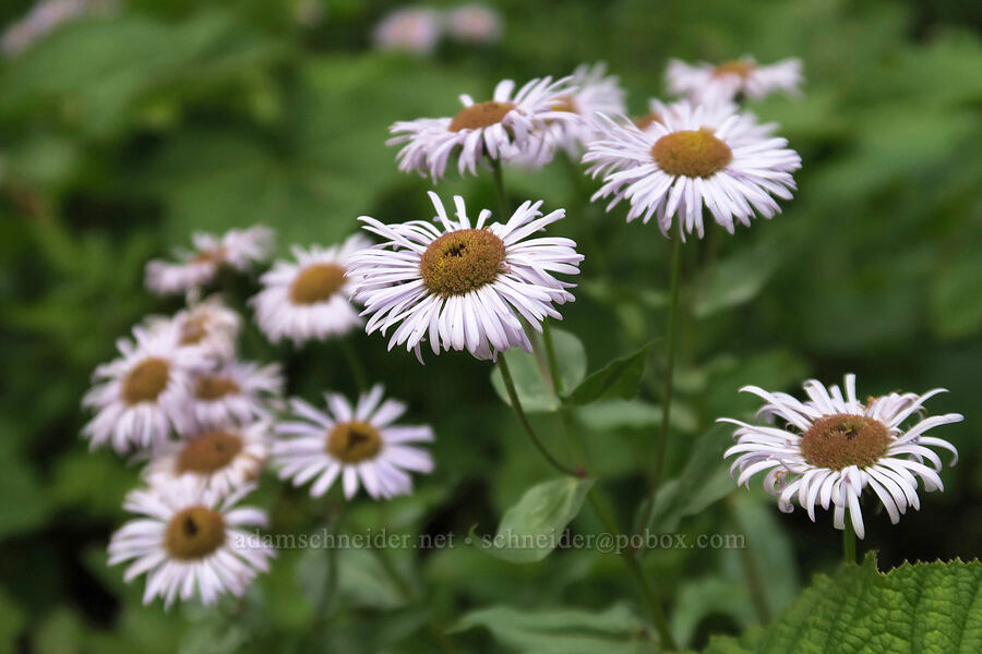 showy fleabane (Erigeron speciosus) [Running Eagle Falls Trail, Glacier National Park, Glacier County, Montana]