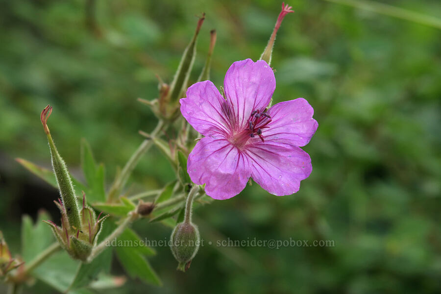 sticky geranium (Geranium viscosissimum) [Running Eagle Falls Trailhead, Glacier National Park, Glacier County, Montana]
