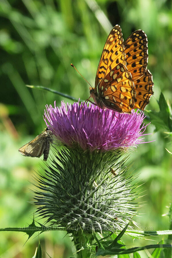 fritillary butterfly & skipper on thistle (Speyeria sp.) [Stanton Lake Trail, Flathead National Forest, Flathead County, Montana]