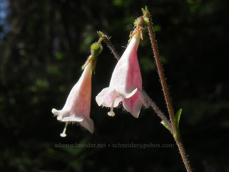 twinflower (Linnaea borealis) [Stanton Lake Trail, Flathead National Forest, Flathead County, Montana]