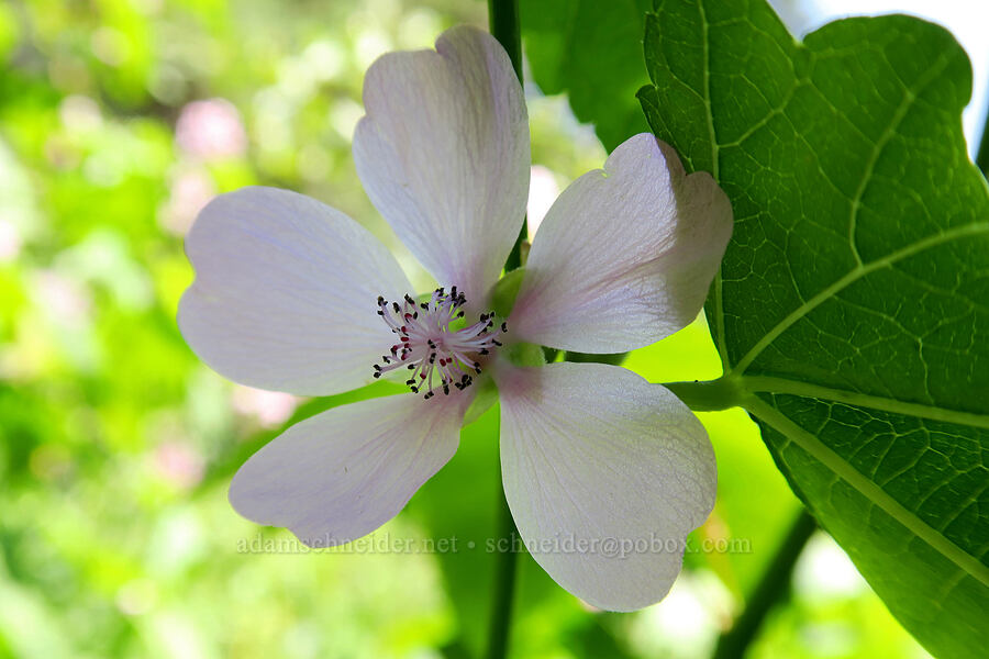streambank globe-mallow (Iliamna rivularis) [Stanton Lake Trail, Great Bear Wilderness, Flathead County, Montana]