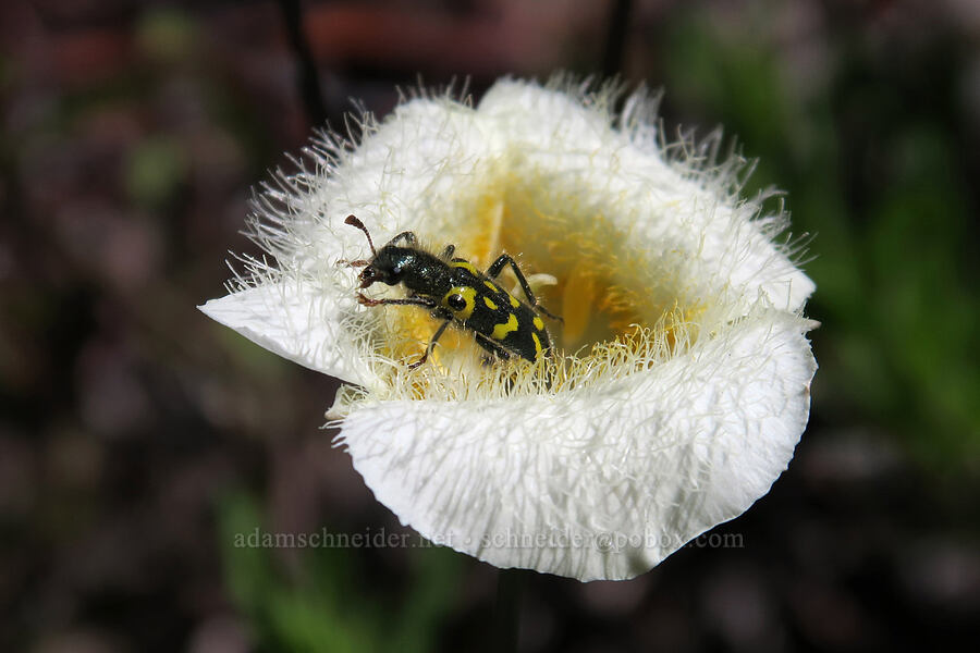 ornate checkered beetle on subalpine mariposa lily (Trichodes ornatus, Calochortus subalpinus) [Lookout Mountain Trail, Badger Creek Wilderness, Hood River County, Oregon]