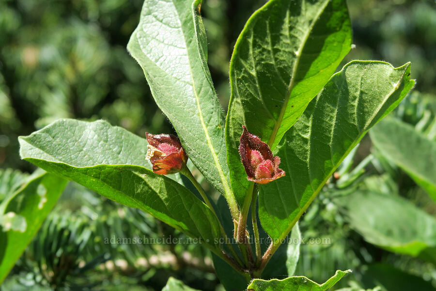 black twinberry, going to seed (Lonicera involucrata) [Lookout Mountain Trail, Badger Creek Wilderness, Hood River County, Oregon]