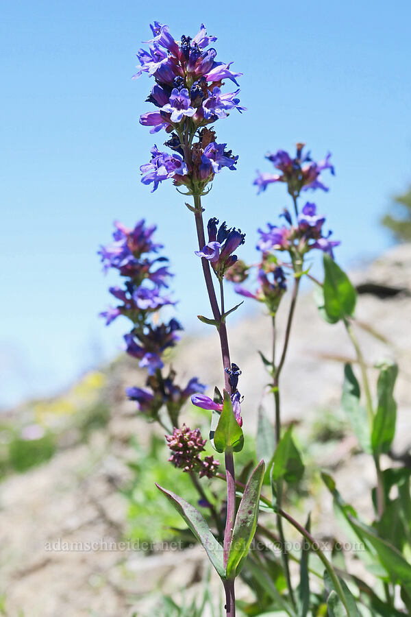 penstemon (Penstemon euglaucus) [Lookout Mountain Trail, Badger Creek Wilderness, Hood River County, Oregon]