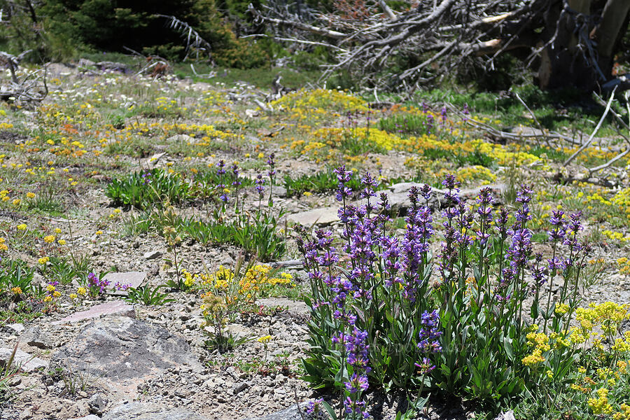 penstemon, sulphur flower, & yarrow (Penstemon euglaucus, Eriogonum umbellatum, Achillea millefolium) [Lookout Mountain Trail, Badger Creek Wilderness, Hood River County, Oregon]