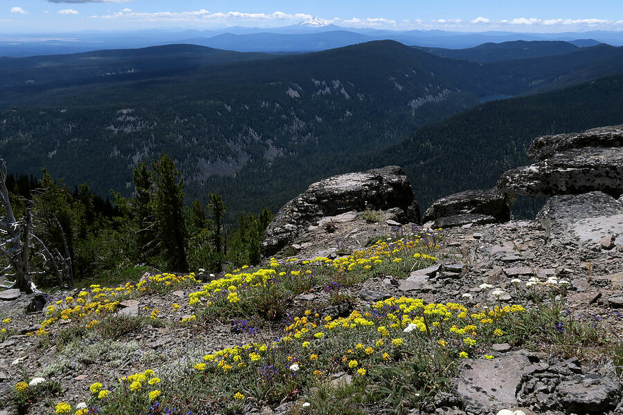 sulphur-flower buckwheat & penstemon (Eriogonum umbellatum, Penstemon sp.) [Lookout Mountain Trail, Badger Creek Wilderness, Hood River County, Oregon]