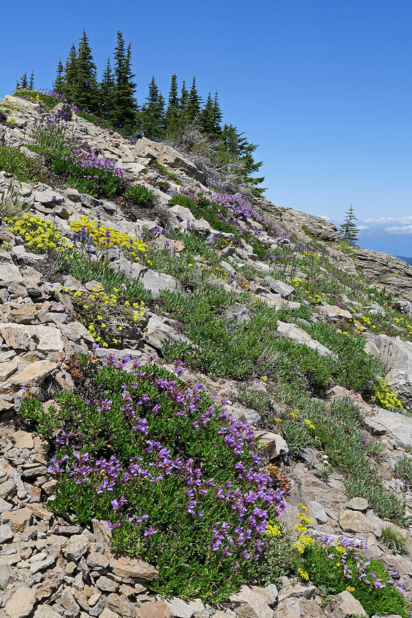 shrubby penstemon & sulphur-flower buckwheat (Penstemon fruticosus, Eriogonum umbellatum) [Lookout Mountain Trail, Badger Creek Wilderness, Hood River County, Oregon]