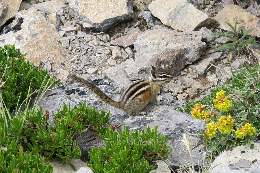 yellow-pine chipmunk (Neotamias amoenus (Tamias amoenus)) [Lookout Mountain, Badger Creek Wilderness, Hood River County, Oregon]