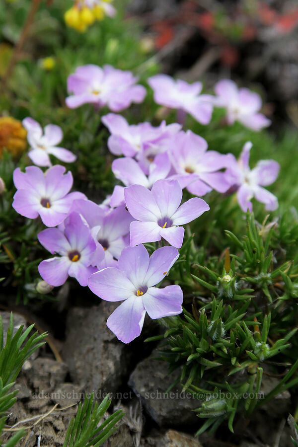 spreading phlox (Phlox diffusa) [Lookout Mountain Trail, Badger Creek Wilderness, Hood River County, Oregon]