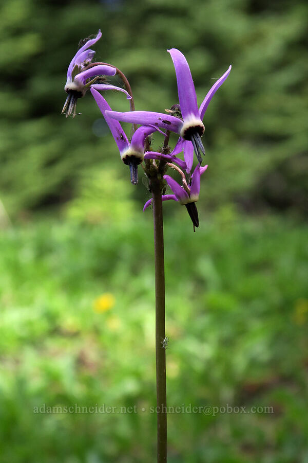 alpine shooting star (Dodecatheon alpinum (Primula tetrandra)) [Lookout Mountain Trail, Badger Creek Wilderness, Hood River County, Oregon]