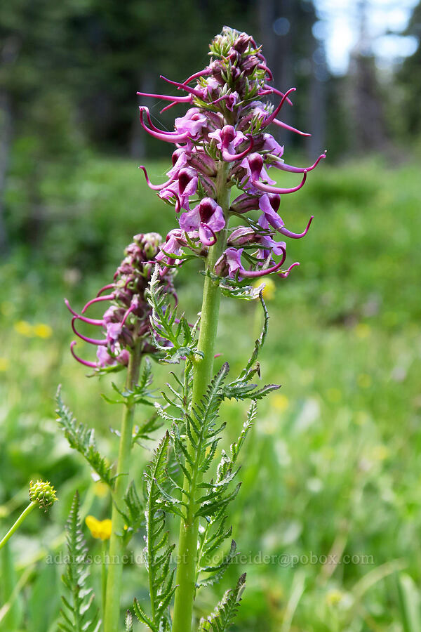 elephant's-head lousewort (Pedicularis groenlandica) [Lookout Mountain Trail, Badger Creek Wilderness, Hood River County, Oregon]