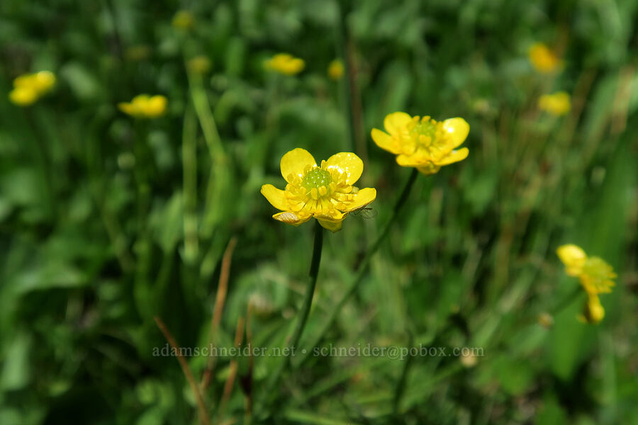 plantain-leaf buttercup (Ranunculus alismifolius) [Lookout Mountain Trail, Badger Creek Wilderness, Hood River County, Oregon]