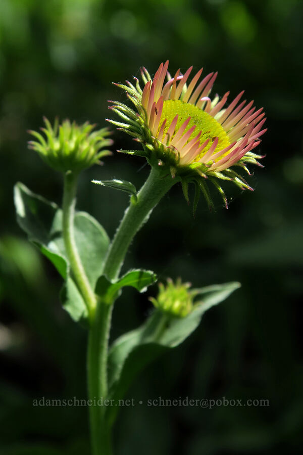 subalpine fleabane, starting to flower (Erigeron glacialis var. glacialis) [Lookout Mountain Trail, Badger Creek Wilderness, Hood River County, Oregon]