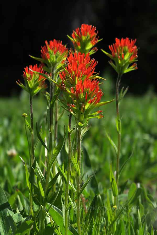 Suksdorf's paintbrush (Castilleja suksdorfii) [Lookout Mountain Trail, Badger Creek Wilderness, Hood River County, Oregon]