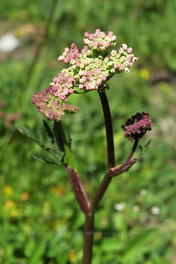 Gray's lovage (?), budding (Ligusticum grayi) [Lookout Mountain Trail, Badger Creek Wilderness, Hood River County, Oregon]